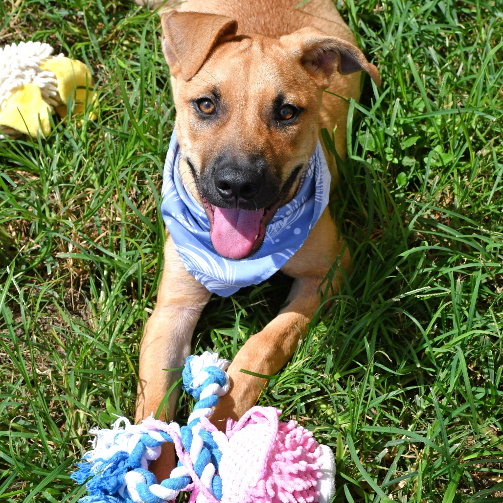 HAYRIDE - Retriever / Labrador available for adoption
