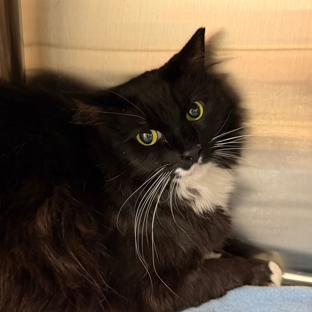 RANDAL - Domestic Longhair available for adoption