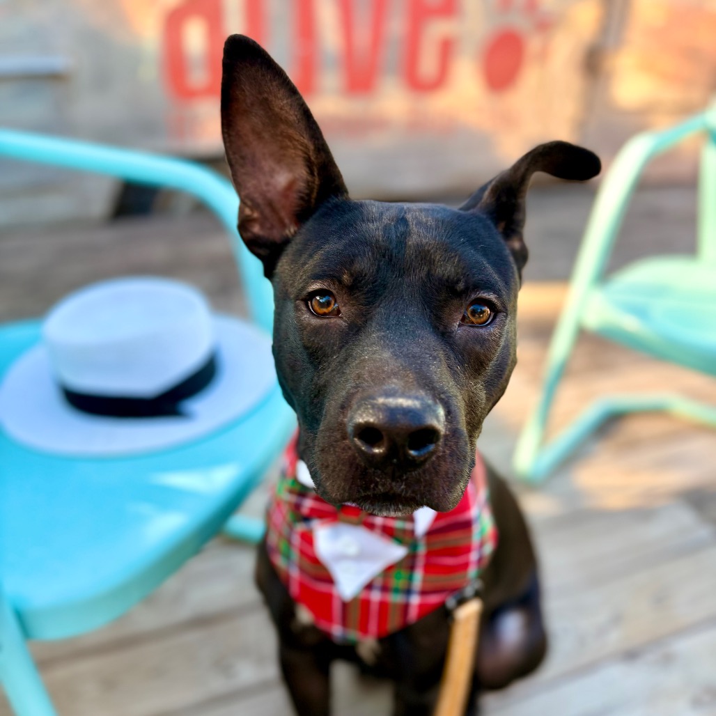 Castlevania — thumbnail 7