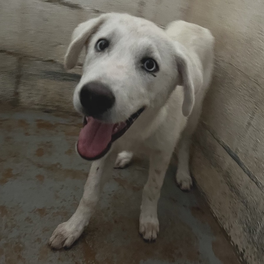 ZENITSU - Shepherd available for adoption