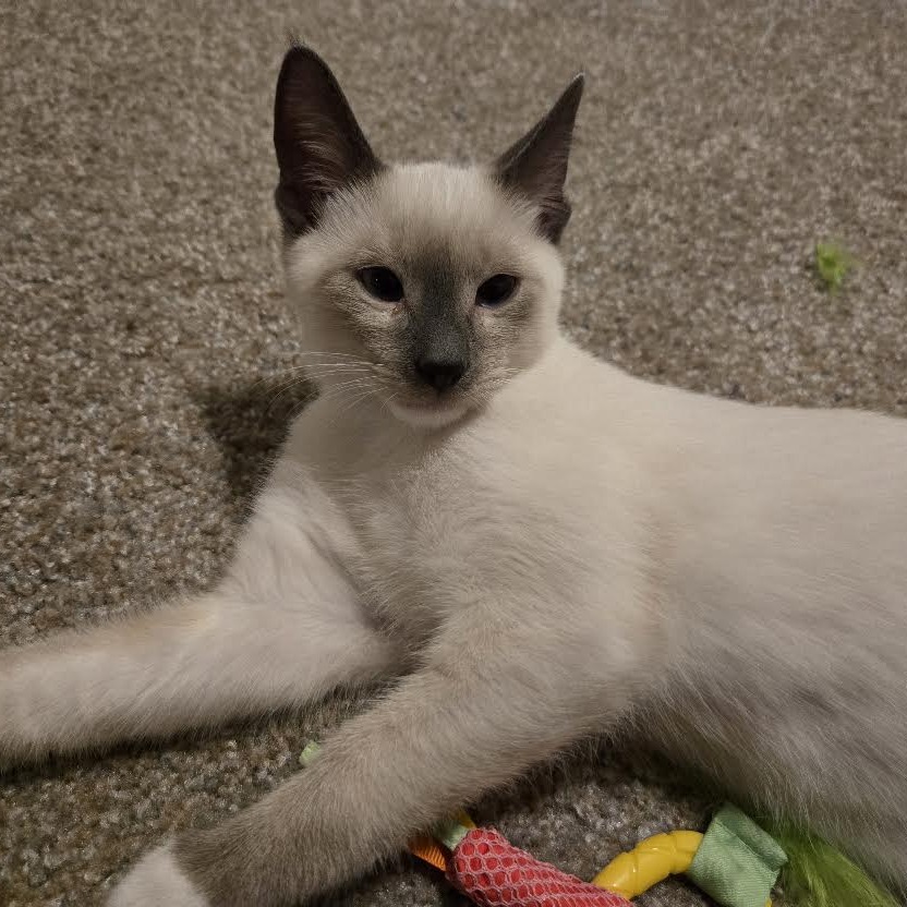 ASTAIRE - Siamese available for adoption