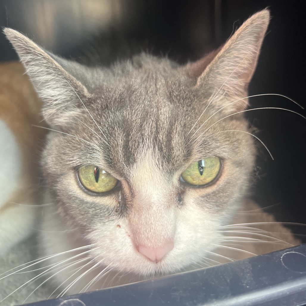 Cece — thumbnail 3