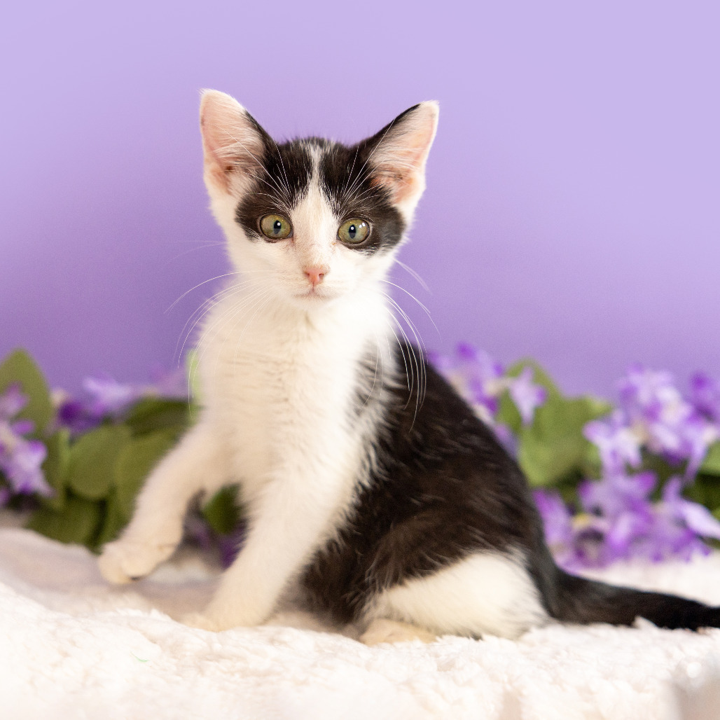 Moopsy — thumbnail 2