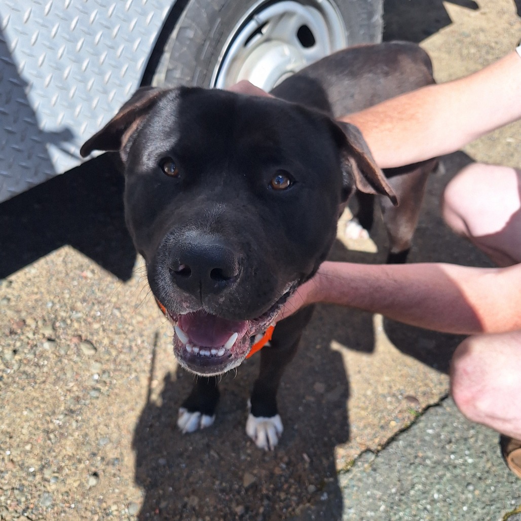 Kennel#28 Duke's preview photo