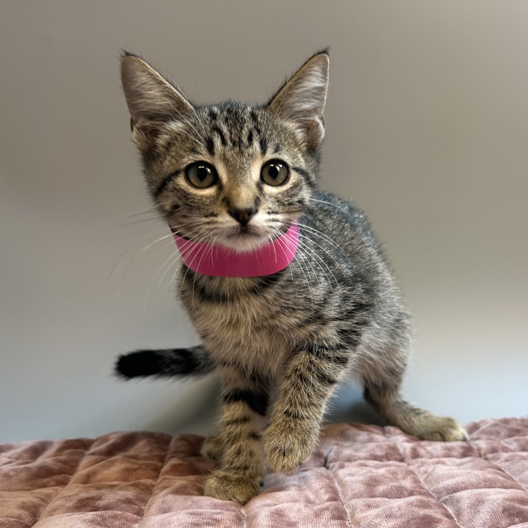 APRIL - Domestic Shorthair available for adoption