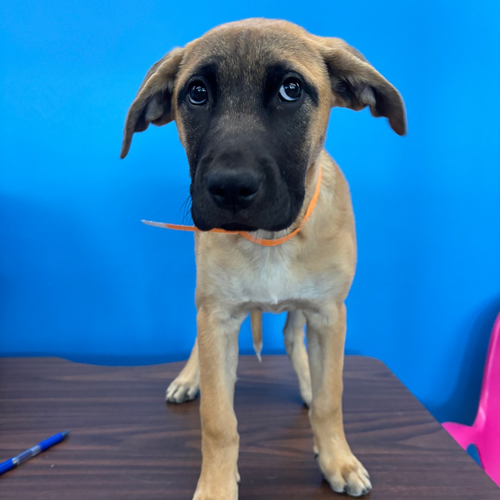 SERENA - Retriever, Labrador / Shepherd available for adoption