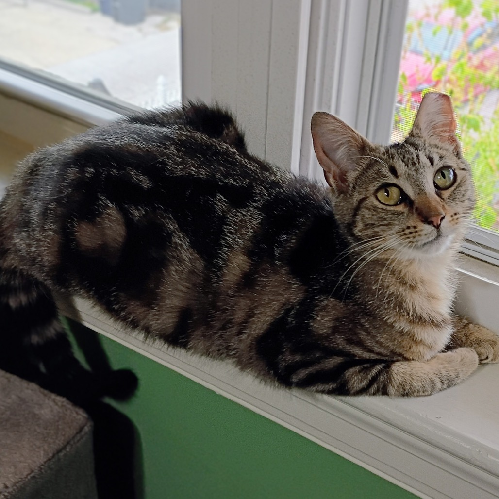 MABEL - Bengal / Domestic Shorthair available for adoption