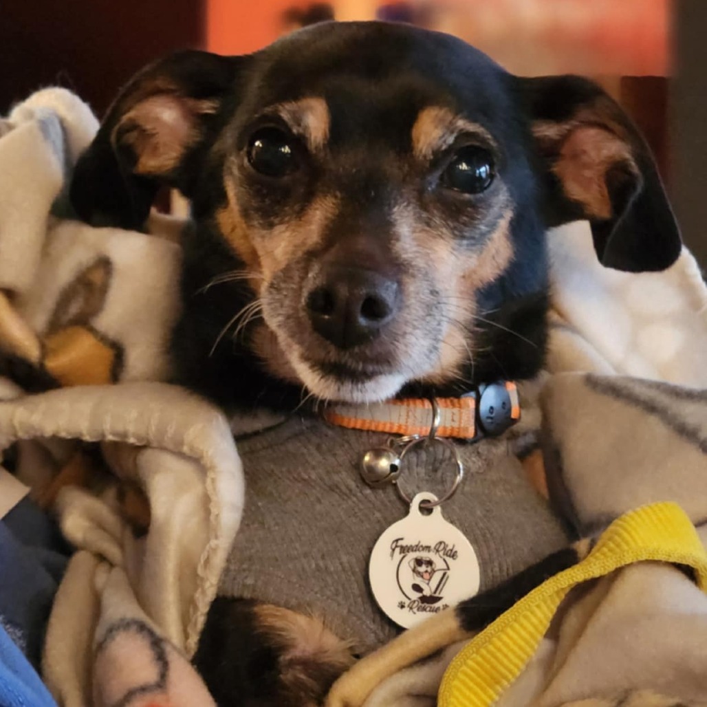 Peggy, photo 12