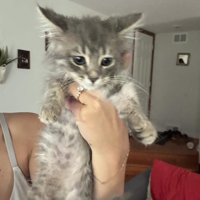 FALLON HENLEY - Domestic Longhair available for adoption