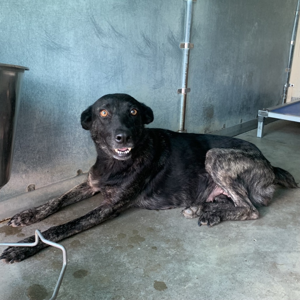Beta-G, available for adoption at PVAS