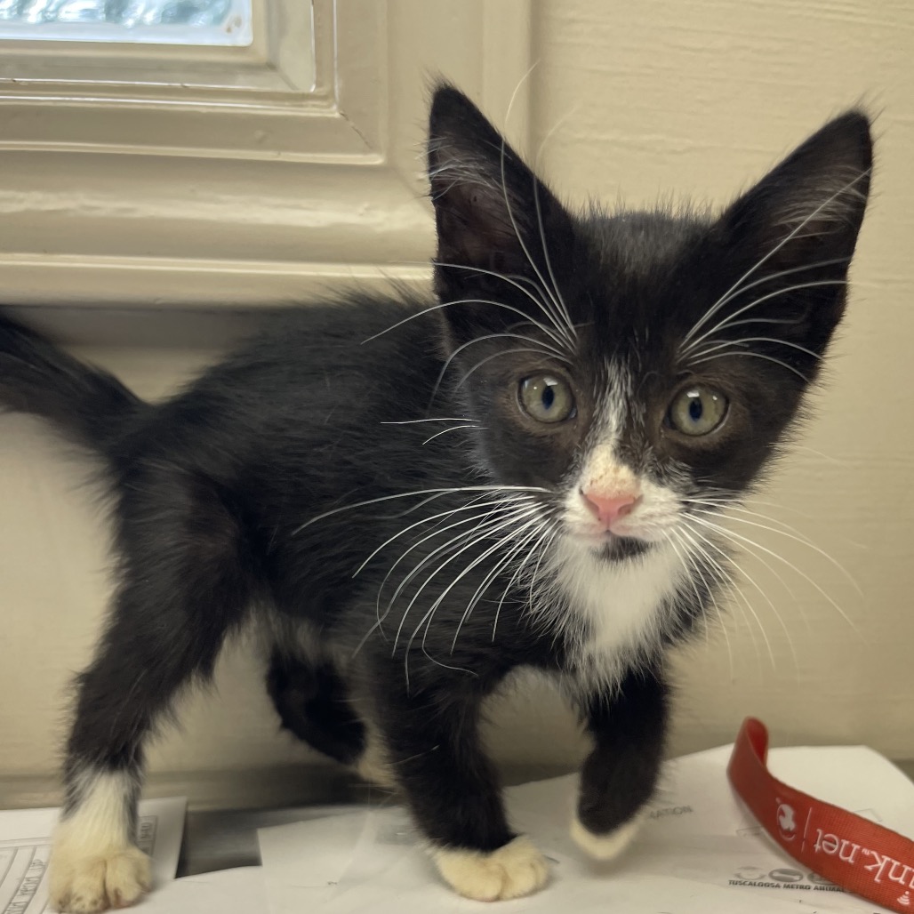 Tux