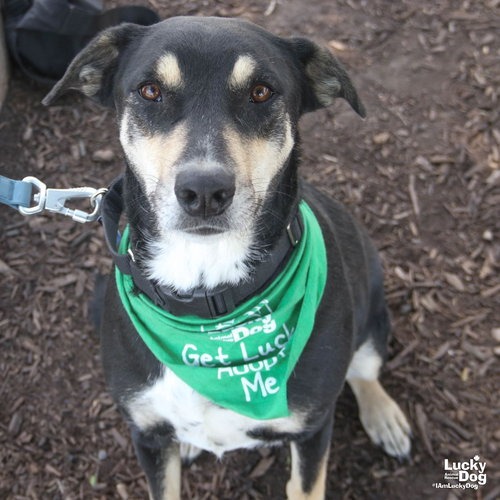 FREYA - Shepherd available for adoption