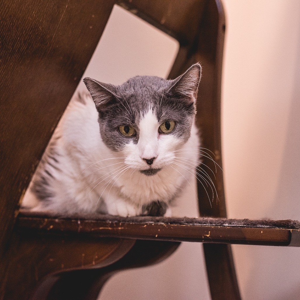 Taffy, photo 5