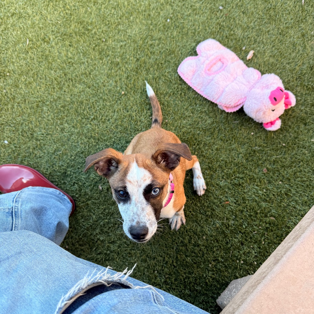 Kip, photo 13