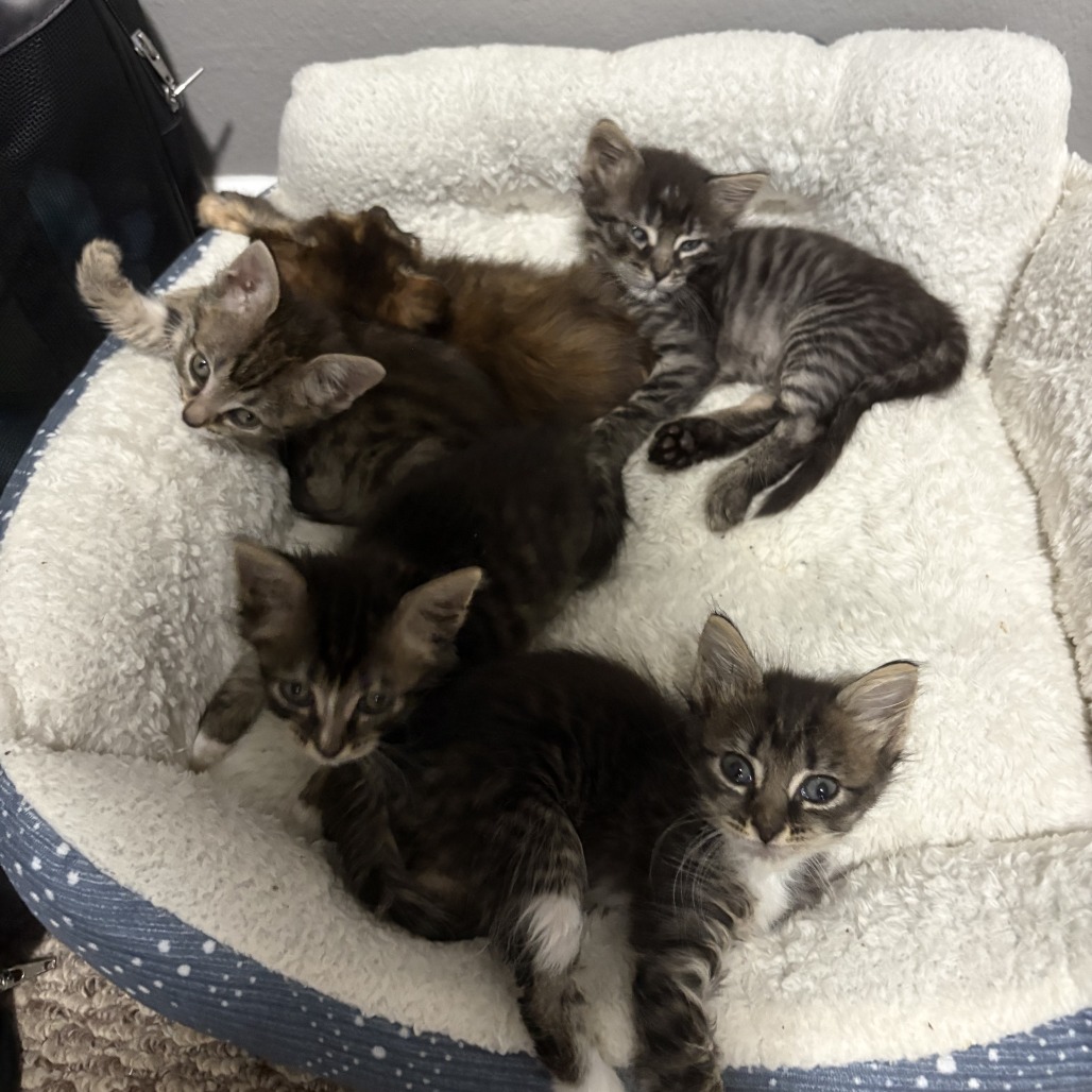 JOPHIEL - Domestic Shorthair available for adoption