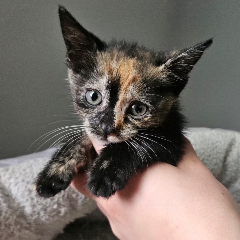 CANELA - Domestic Shorthair / Domestic Shorthair available for adoption