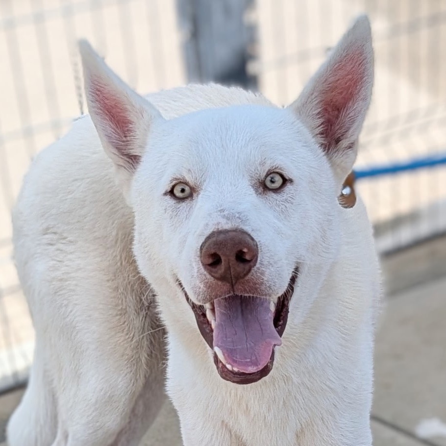 Kenai the 