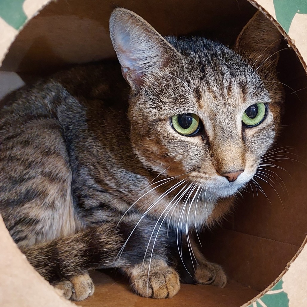 MONARCH - Domestic Shorthair available for adoption