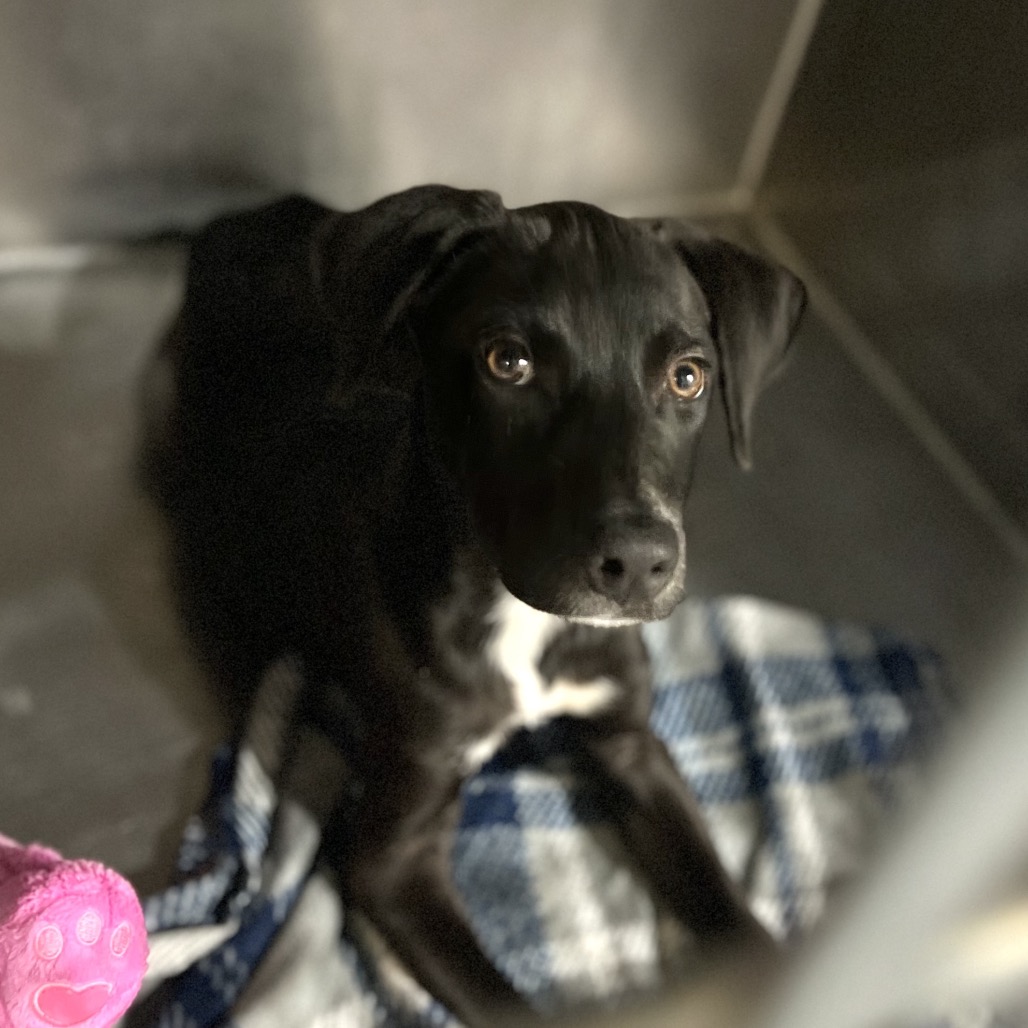 ZIGGY - Retriever, Labrador / Shepherd available for adoption