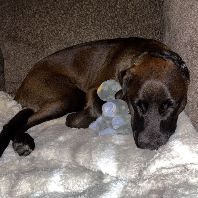 Kanoa--In Foster***ADOPTION PENDING***, photo 4