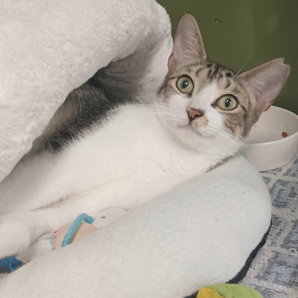 Photo of Tulip playing