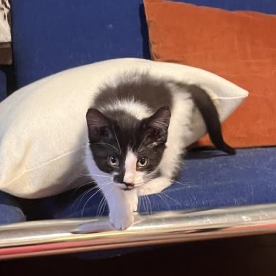 BUBLY - Domestic Medium Hair available for adoption