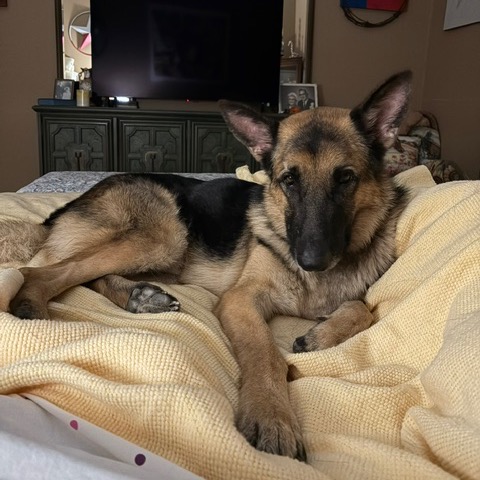 BRUNO, photo 2