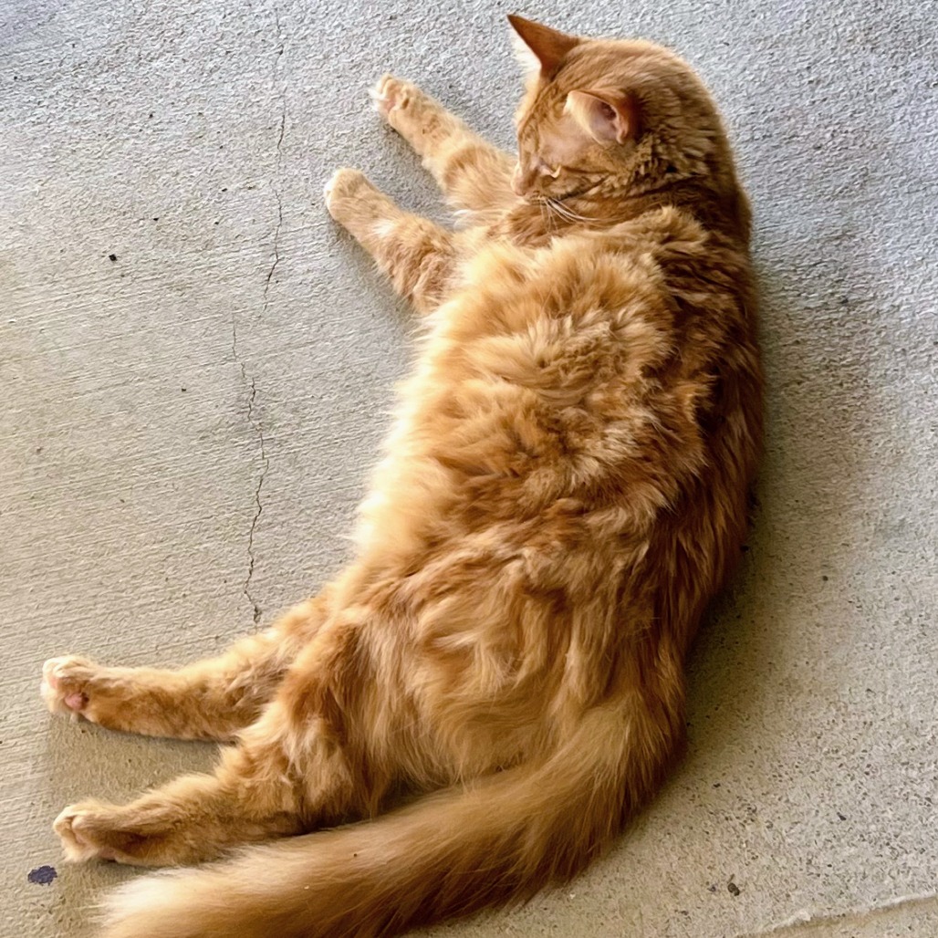 Sunbeam, photo 6