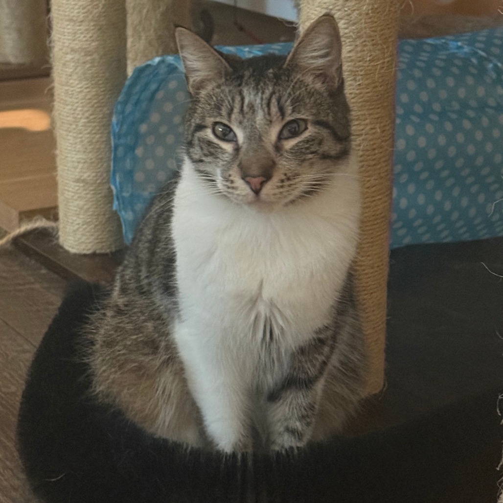 Stripe, photo 15
