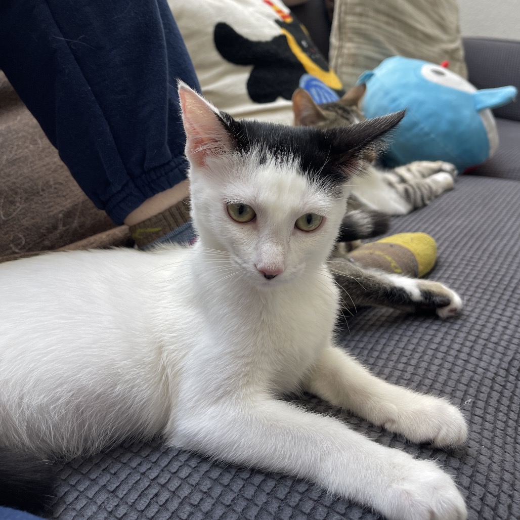 Lily, photo 9
