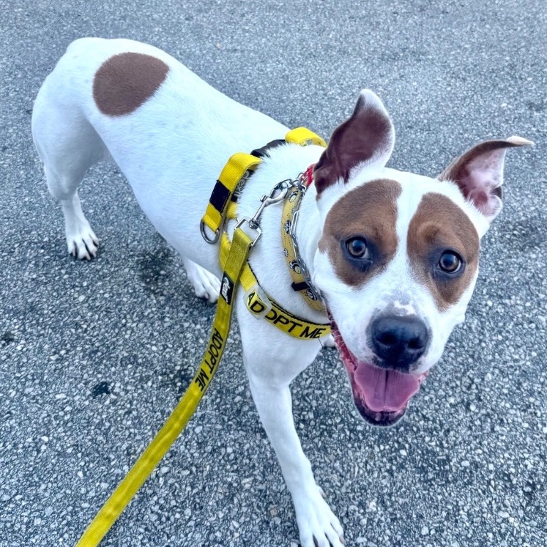 Image of Mistletoe looking at the camera
