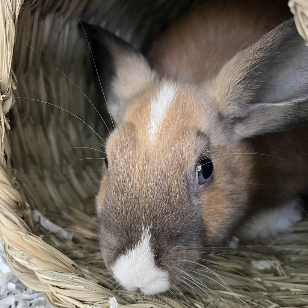 Bunni the 
