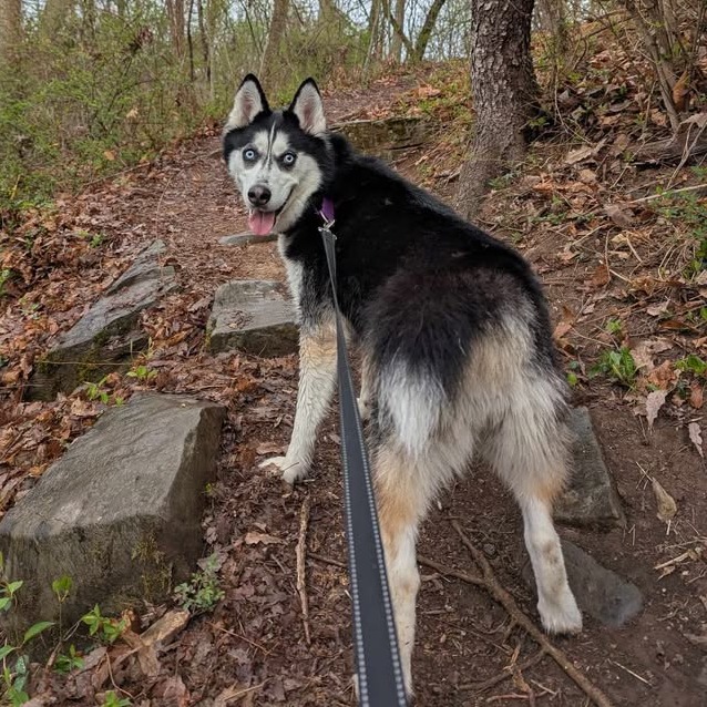 Koda, photo 5