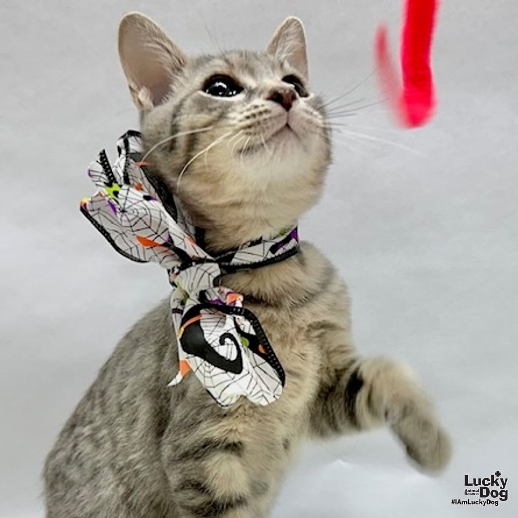 JOSH - Domestic Shorthair available for adoption