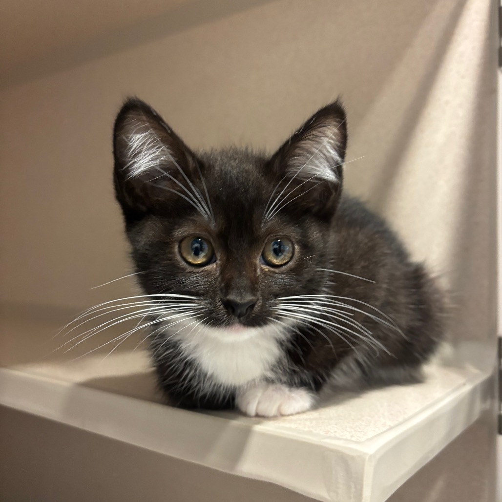 Milli (pink collar) - Domestic Shorthair