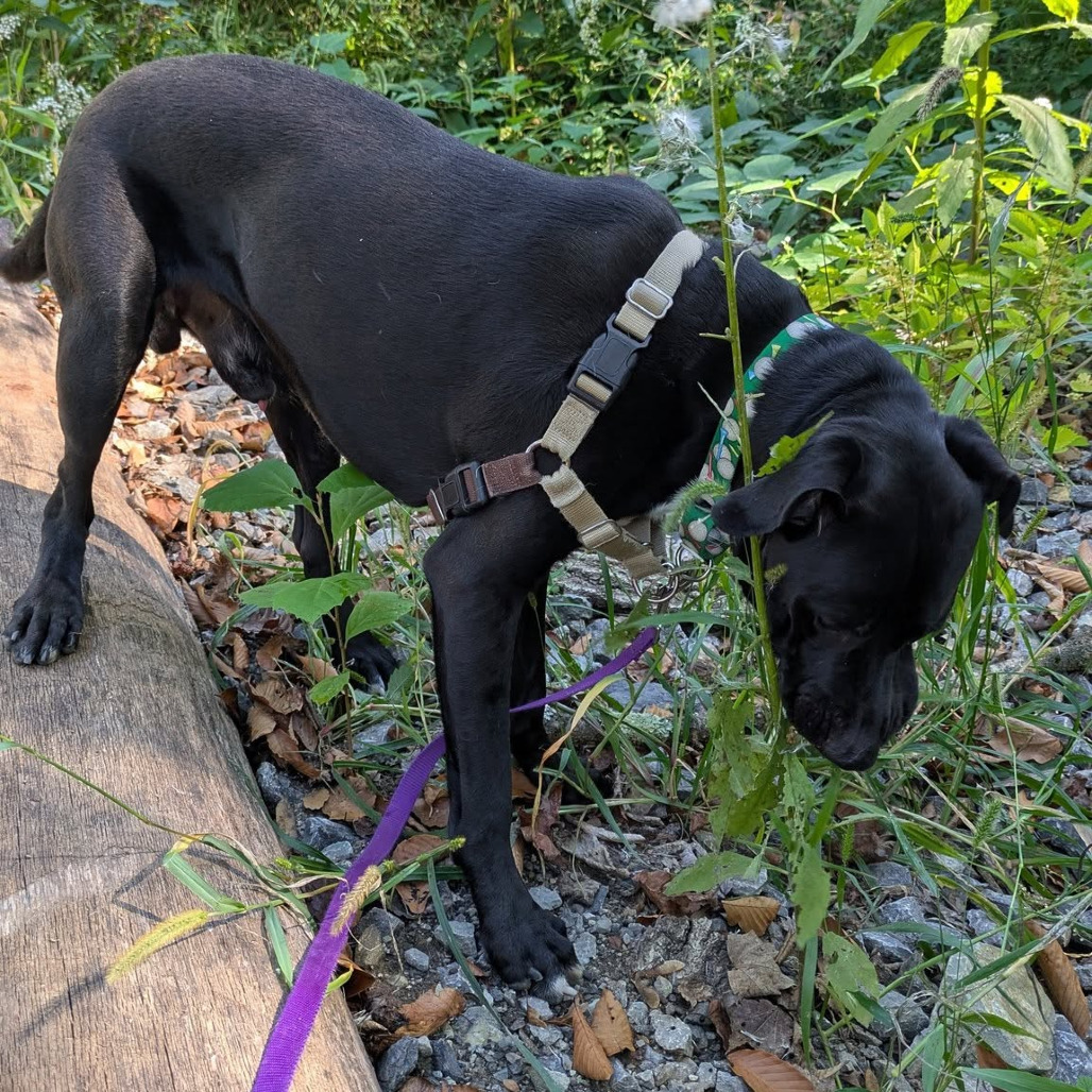 Photo of Shadow 4