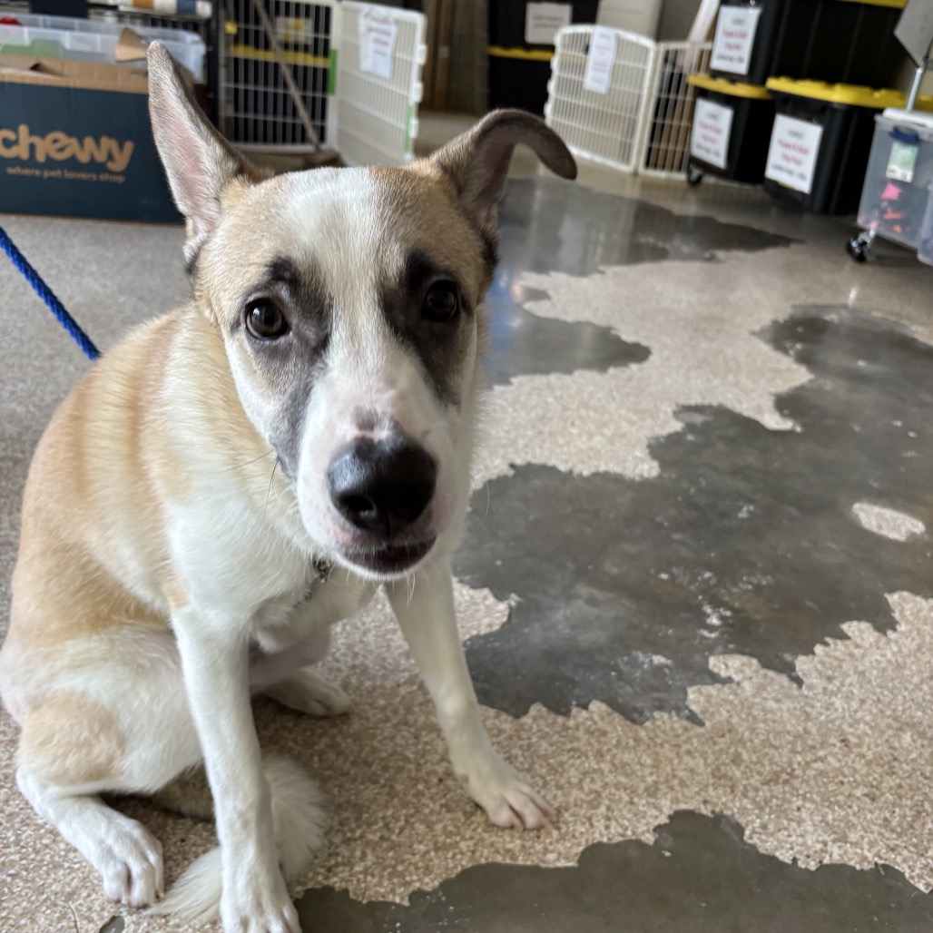 CLYDE - Mixed Breed (Medium) available for adoption
