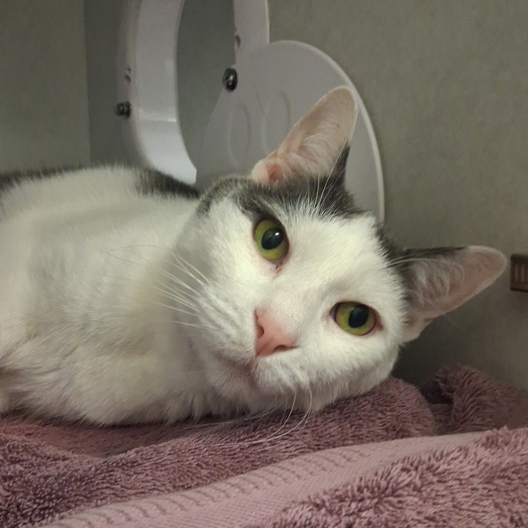 TROMBONE - Domestic Shorthair available for adoption