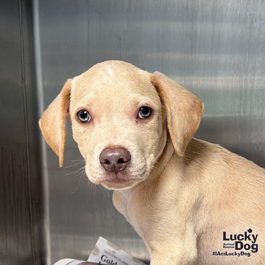 KODA - Retriever, Labrador / Terrier available for adoption