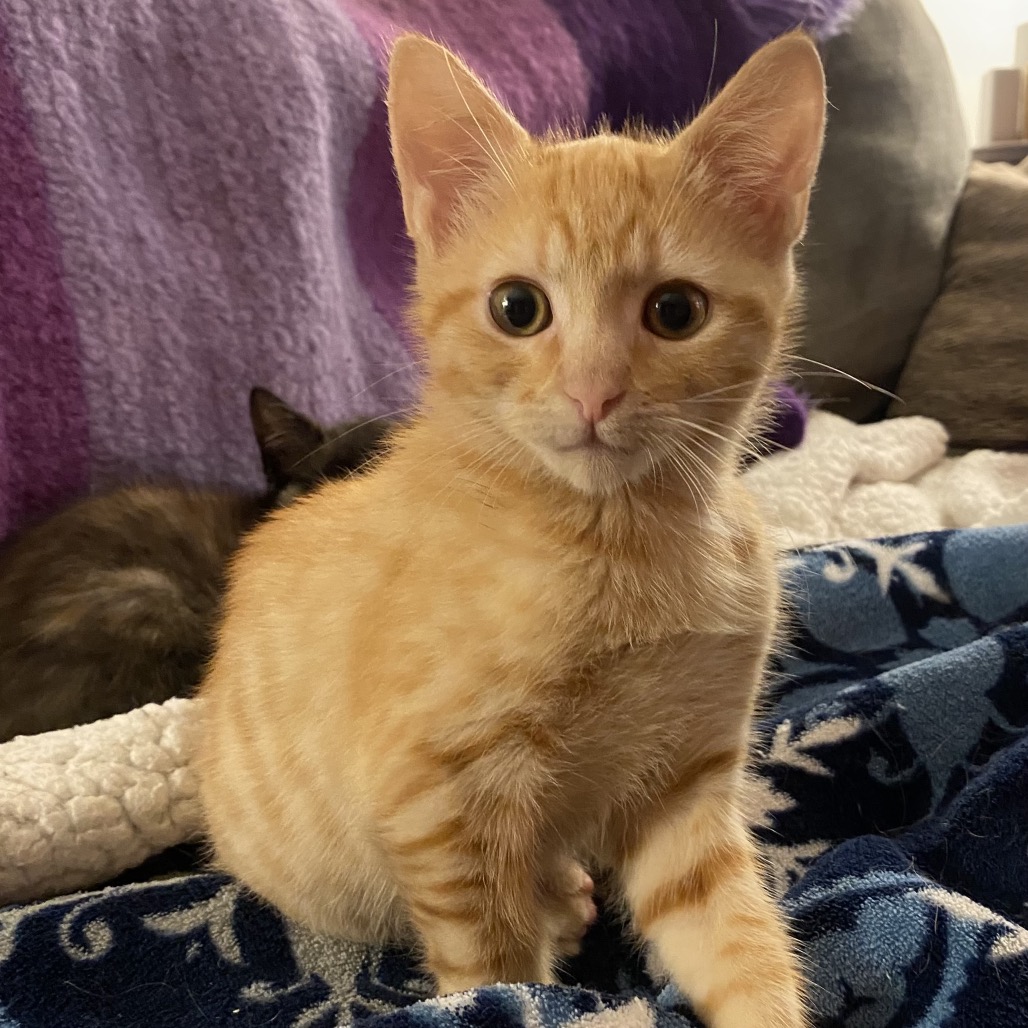 BRANNON - Domestic Shorthair available for adoption