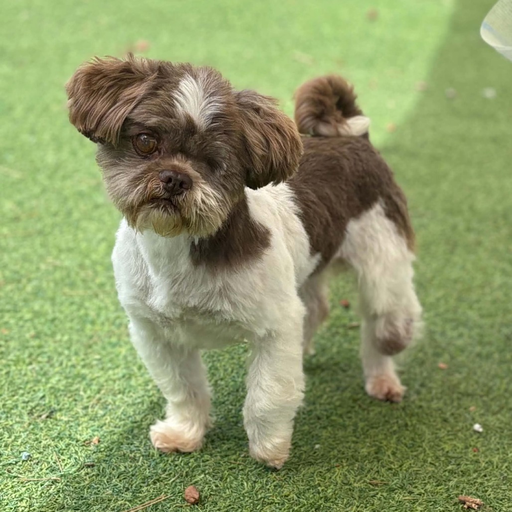 LITTLE ONE - Shih Tzu / Mixed Breed (Small) available for adoption