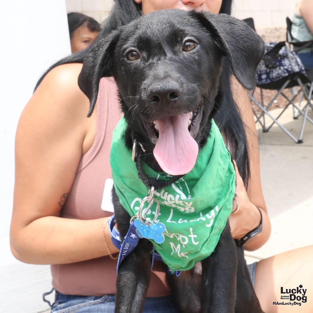 DONNIE - Retriever, Labrador / Shepherd available for adoption