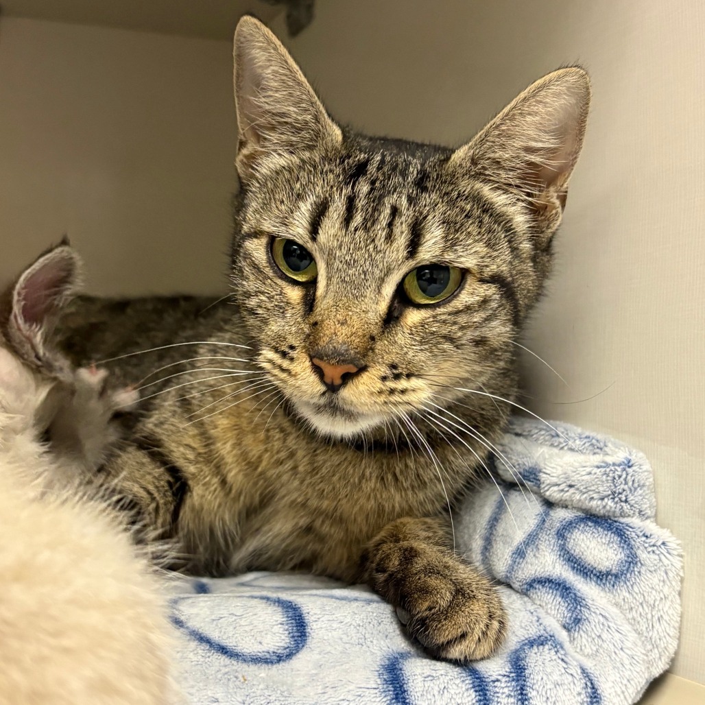 Jane (queen) - Domestic Shorthair