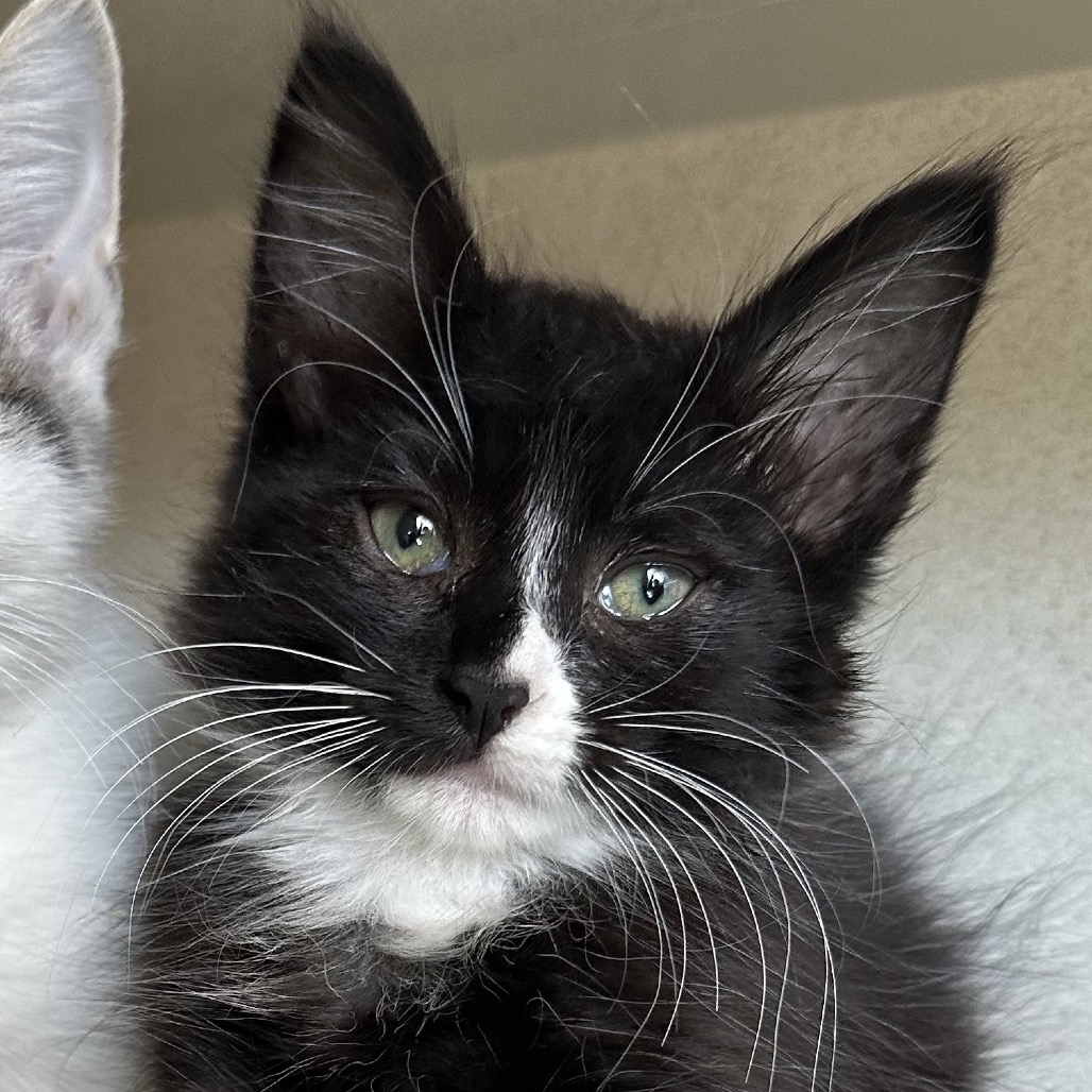 Appletini - Domestic Shorthair