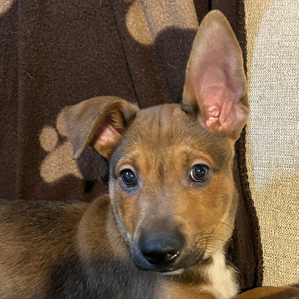 Scrappy-doo