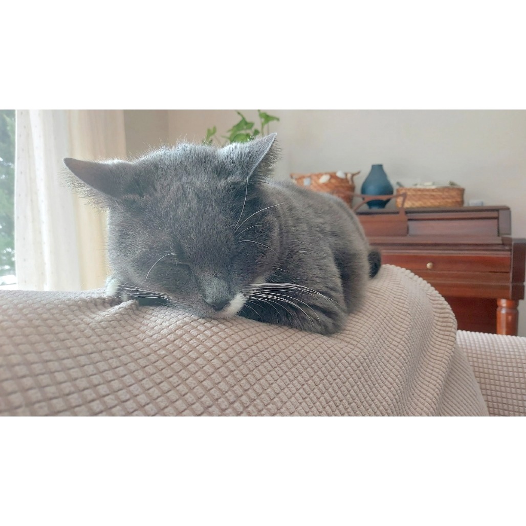 Applesauce, photo 30