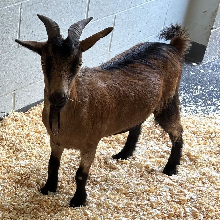 CARDIO - Oberhasli available for adoption