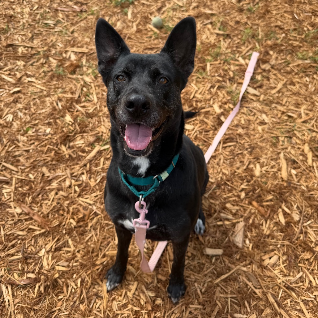 LIL DEBBIE - Mixed Breed (Large) available for adoption