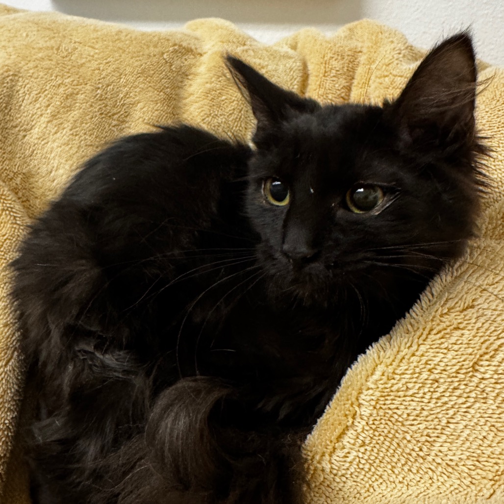 EMBER - Domestic Longhair available for adoption