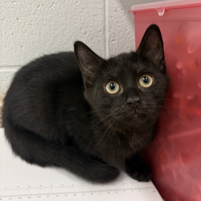 STORM - Domestic Shorthair available for adoption